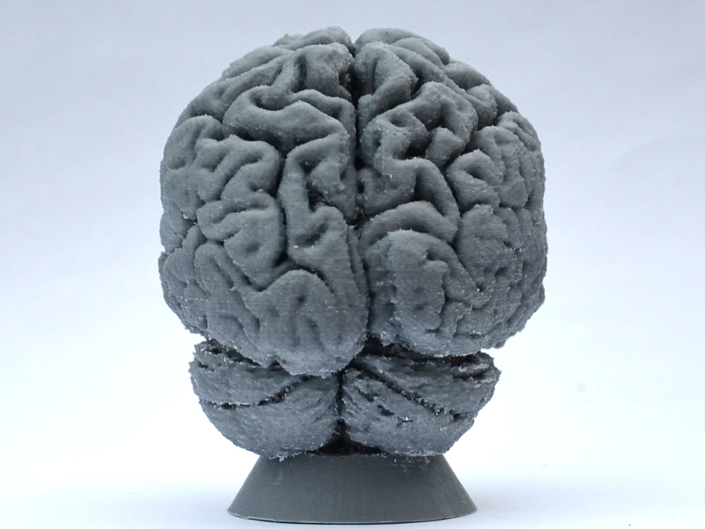 Miniatura 6 do modelo 3D Human Brain
