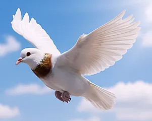 pigeon