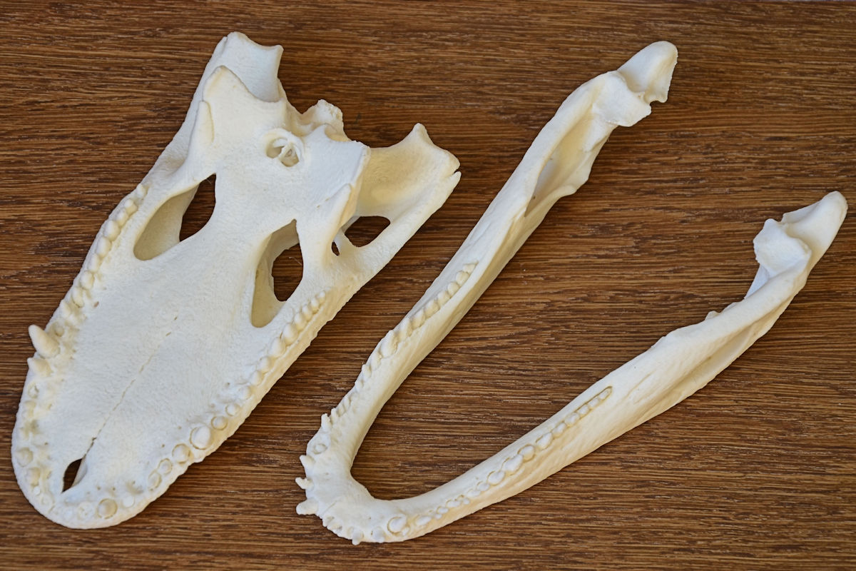 Alligator Skull — thumbnail 2