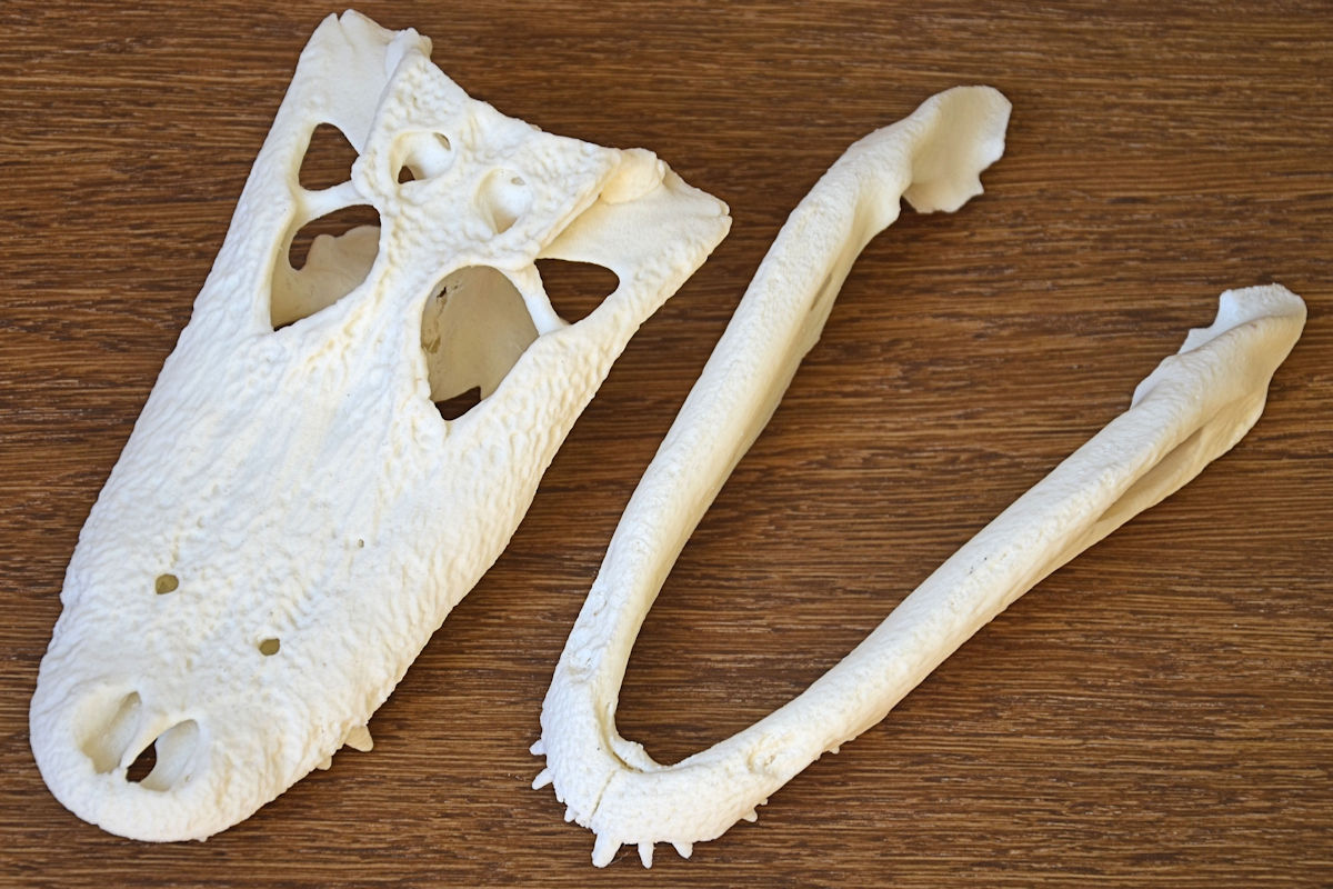 Alligator Skull — thumbnail 3