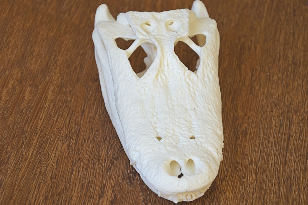 Alligator Skull — thumbnail 4