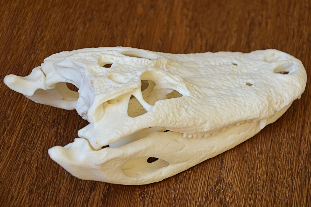 Alligator Skull — thumbnail 5