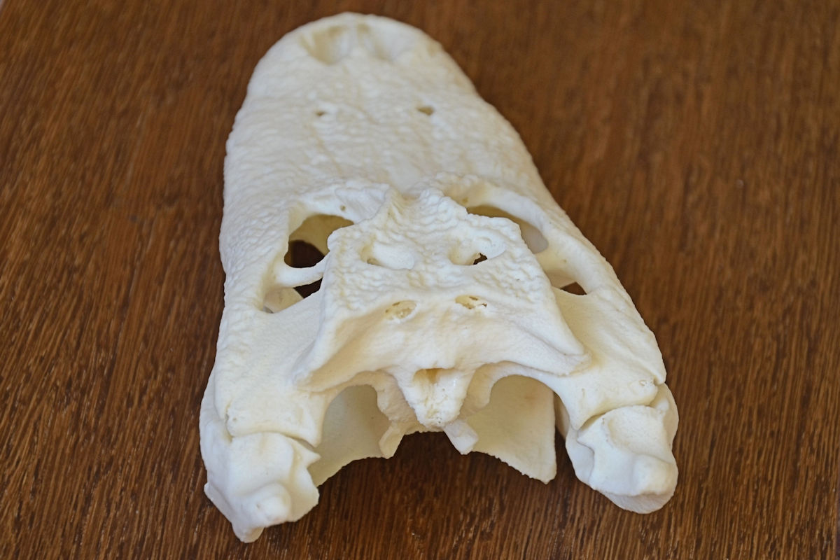 Alligator Skull — thumbnail 6