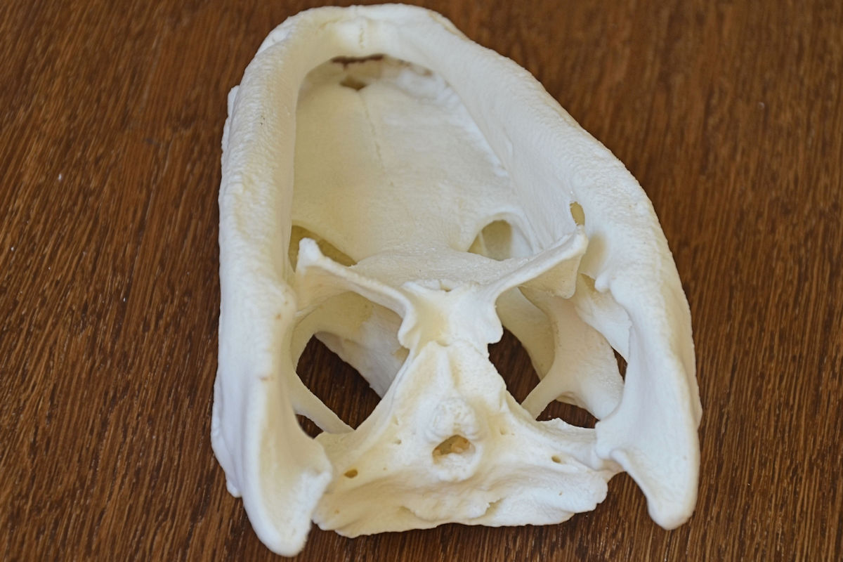 Alligator Skull — thumbnail 7