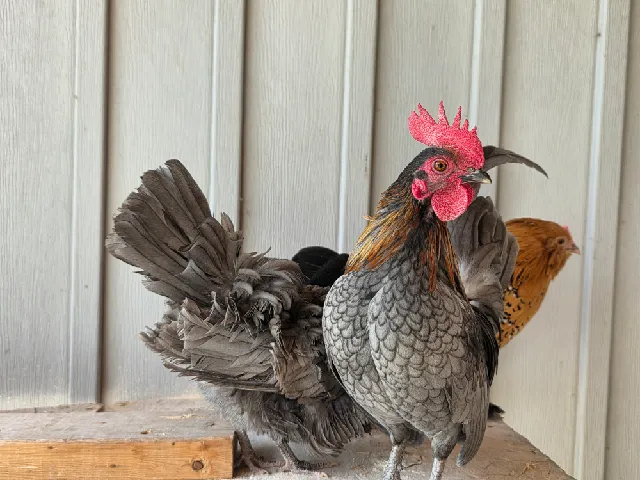 Ultimate Chicken Roost bar