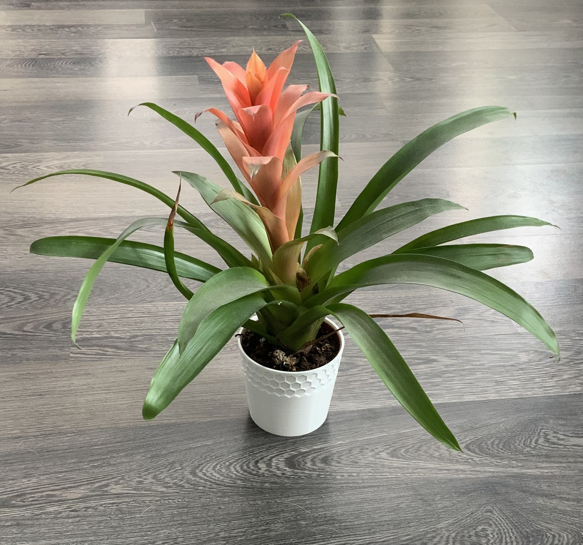 Planter / Květináč