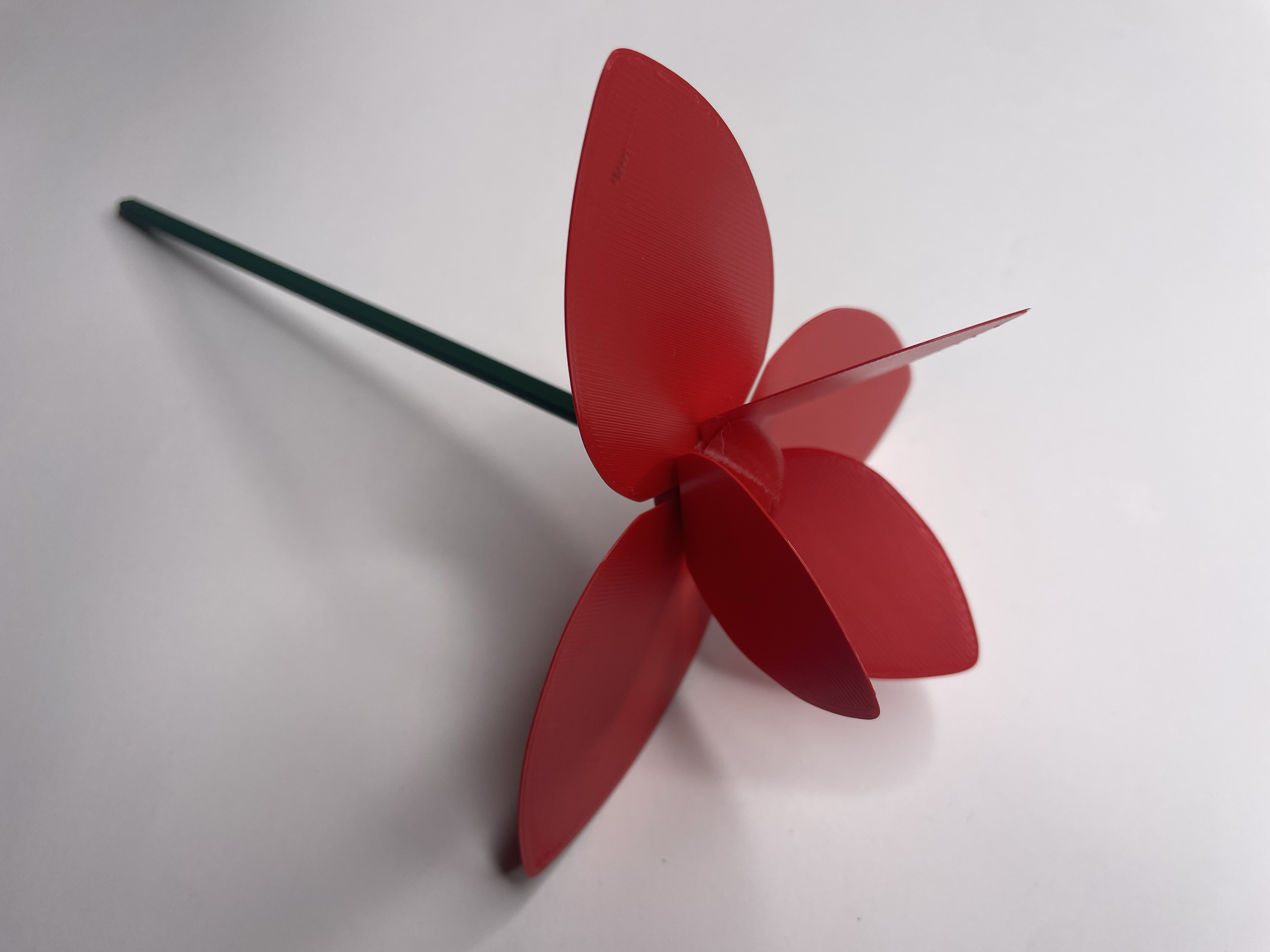 Tulip — thumbnail 12