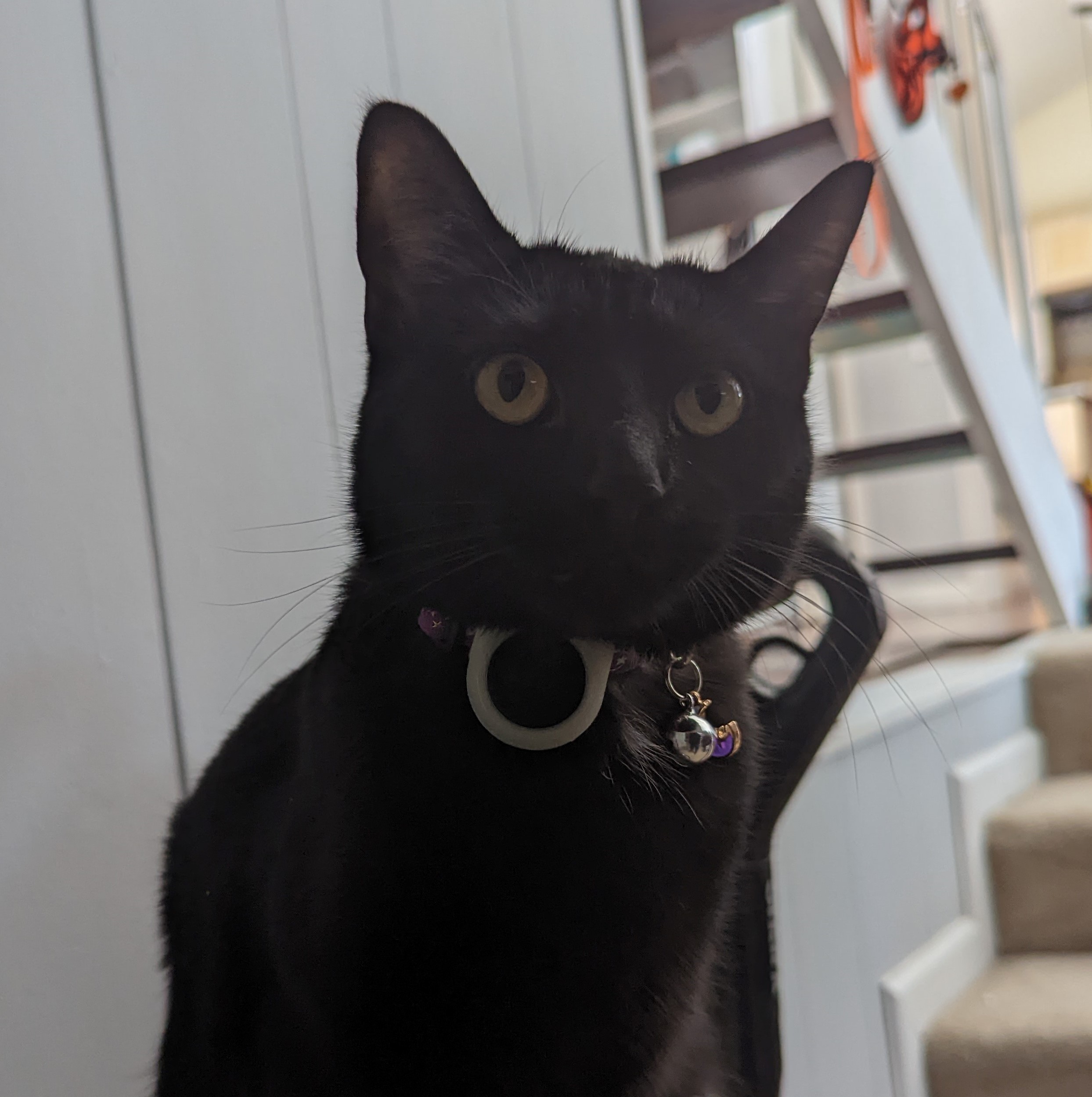 Tile for outlet cat collar