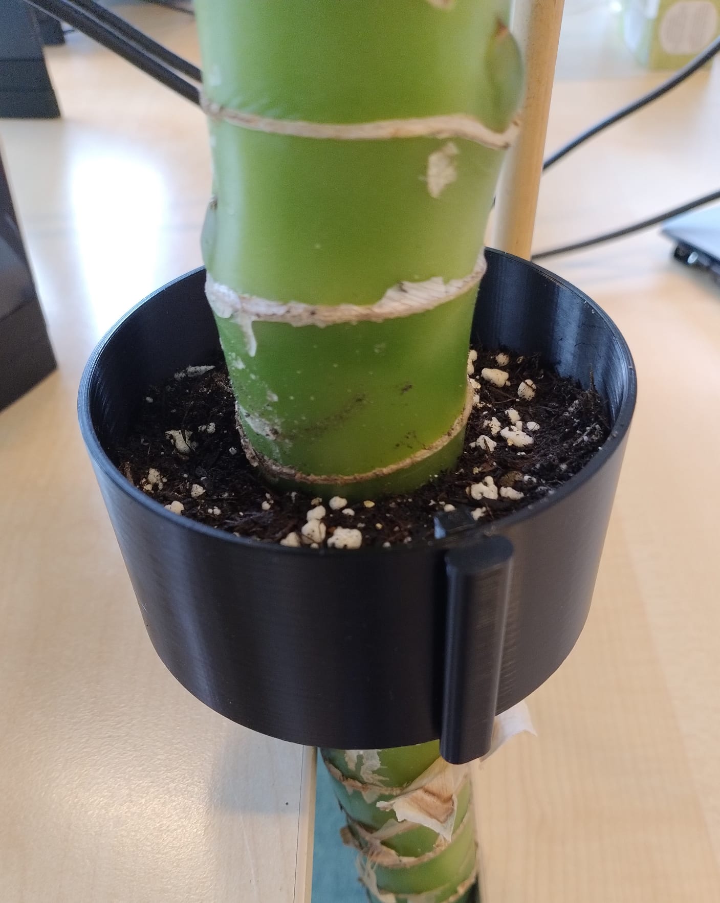 Open Plant Propagation Box for Vertical Stems