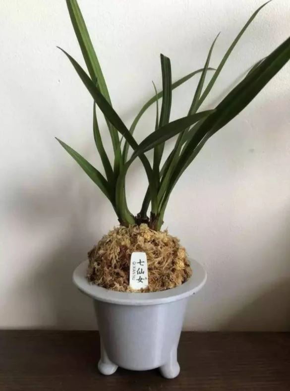 Furan Orchid Pot