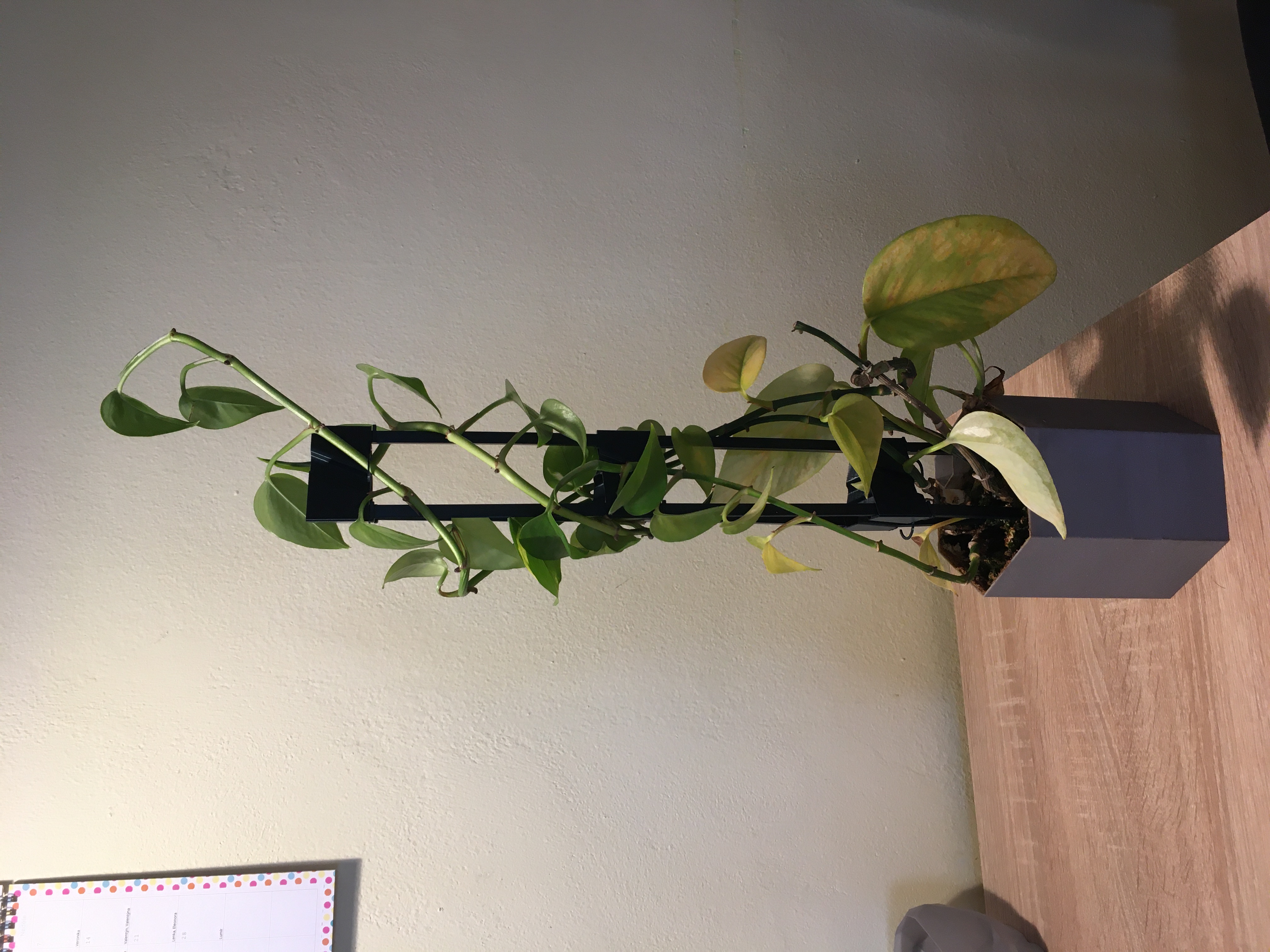 Stackable plant support