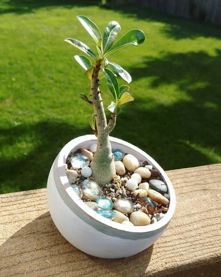 Succulent Planter
