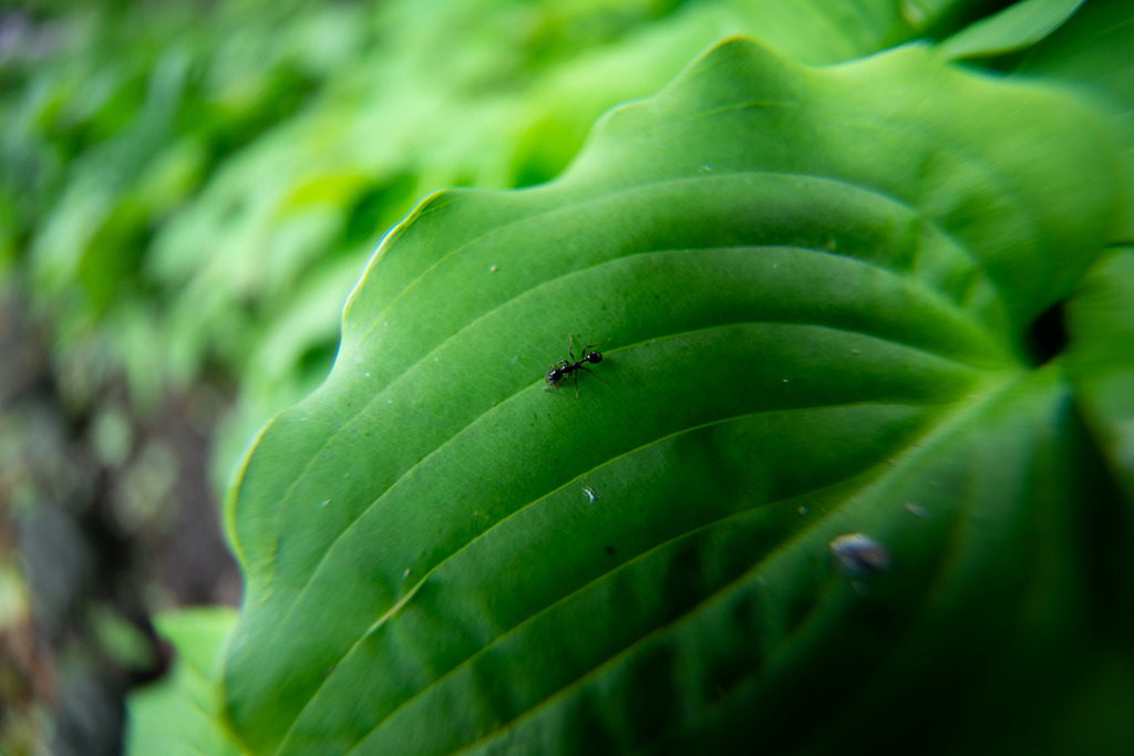 035mm variable extension tube for wideangle macro (Canon EF/EFS lens
