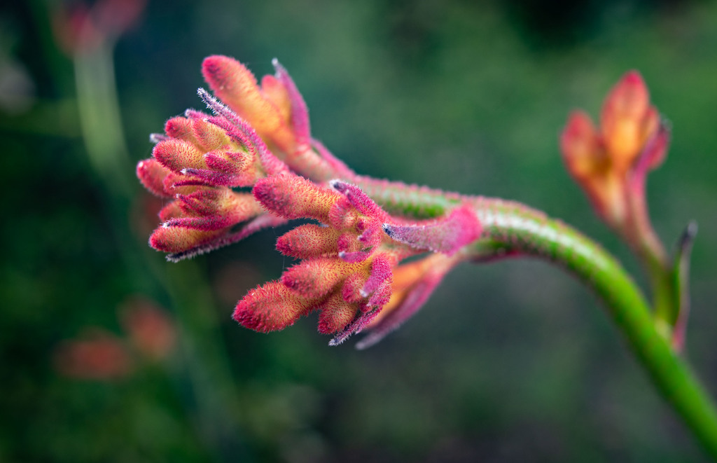 035mm variable extension tube for wideangle macro (Canon EF/EFS lens