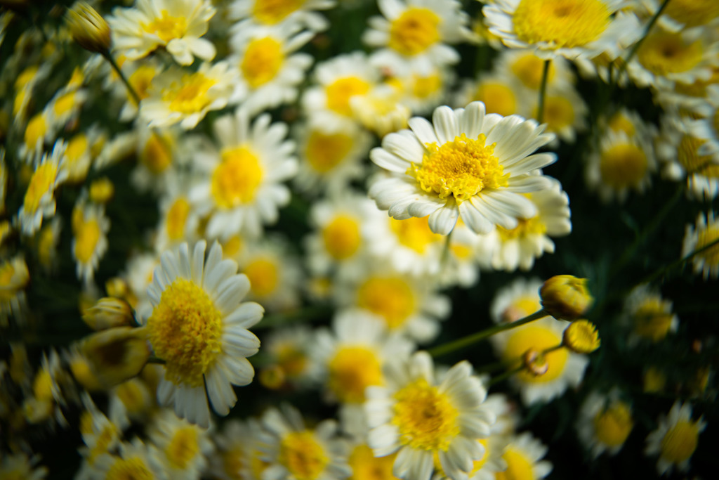 035mm variable extension tube for wideangle macro (Canon EF/EFS lens