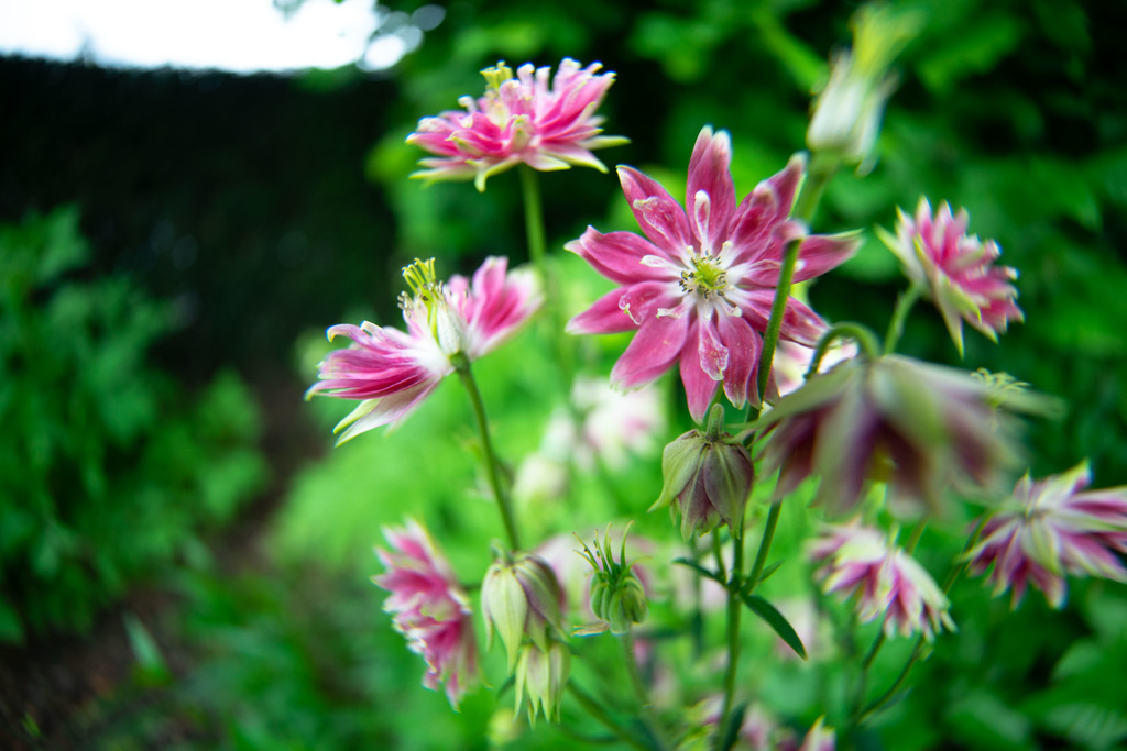 035mm variable extension tube for wideangle macro (Canon EF/EFS lens