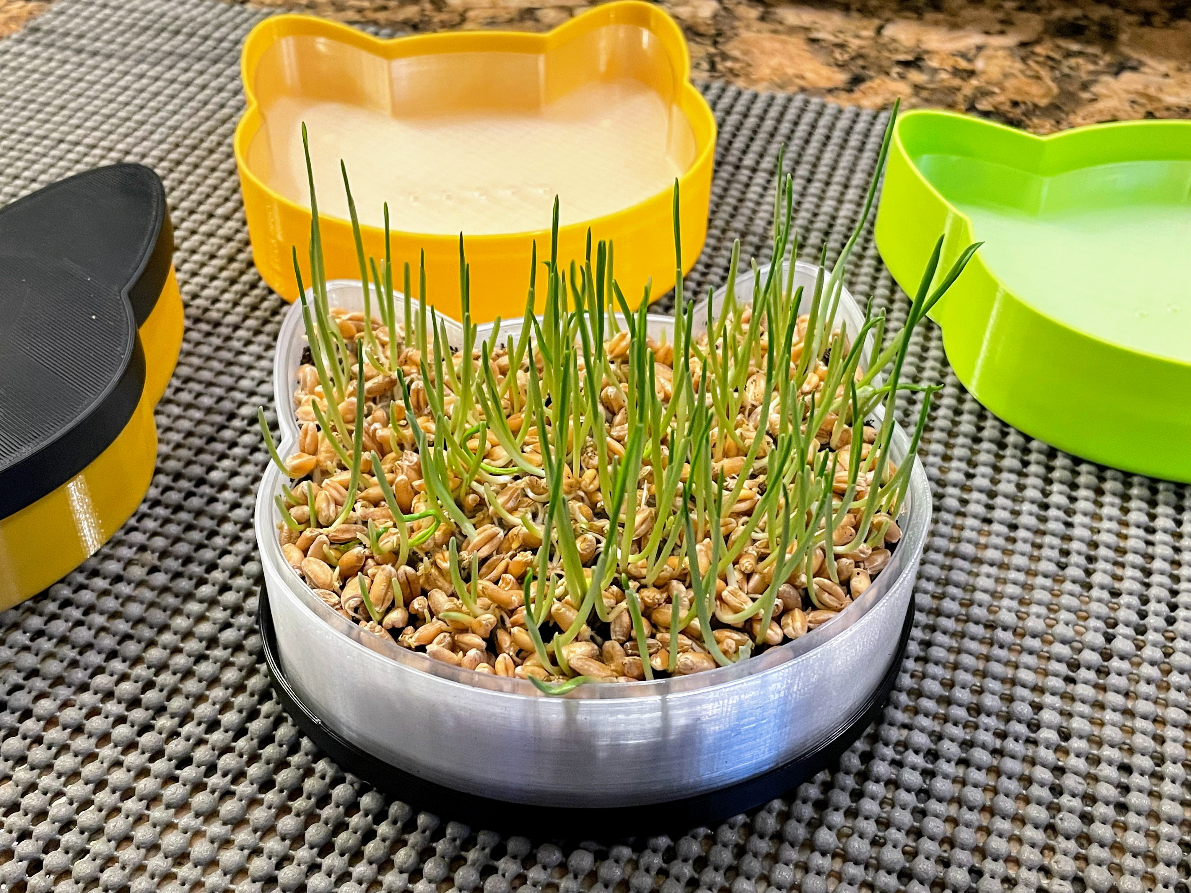 Cat Head Shaped Microgreen Growing Kit