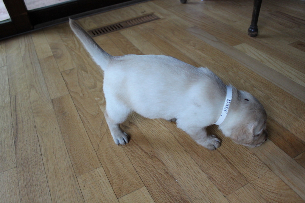 Simple Collar