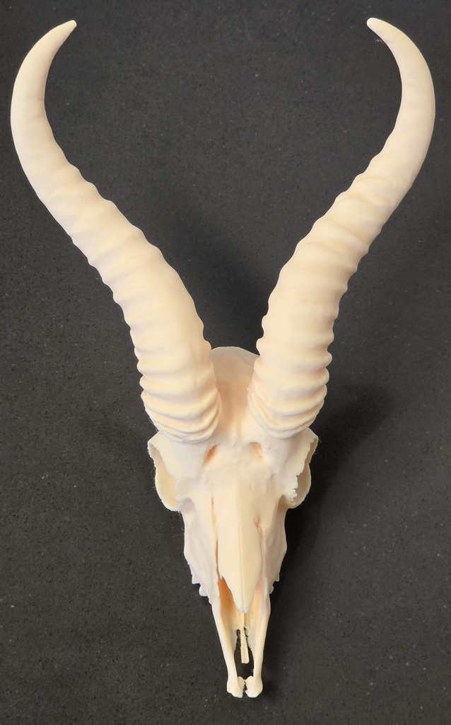 Springbok Skull
