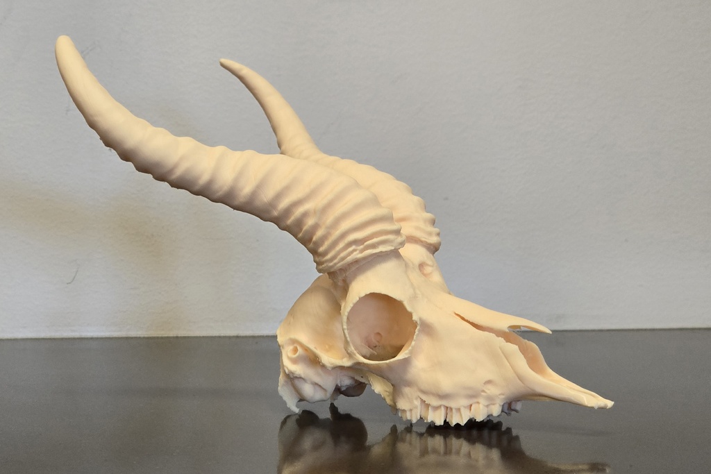 Springbok Skull