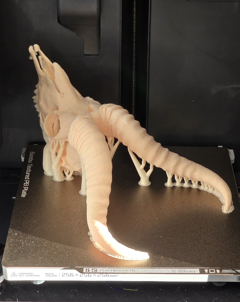 Miniatura 5 do modelo 3D Springbok Skull