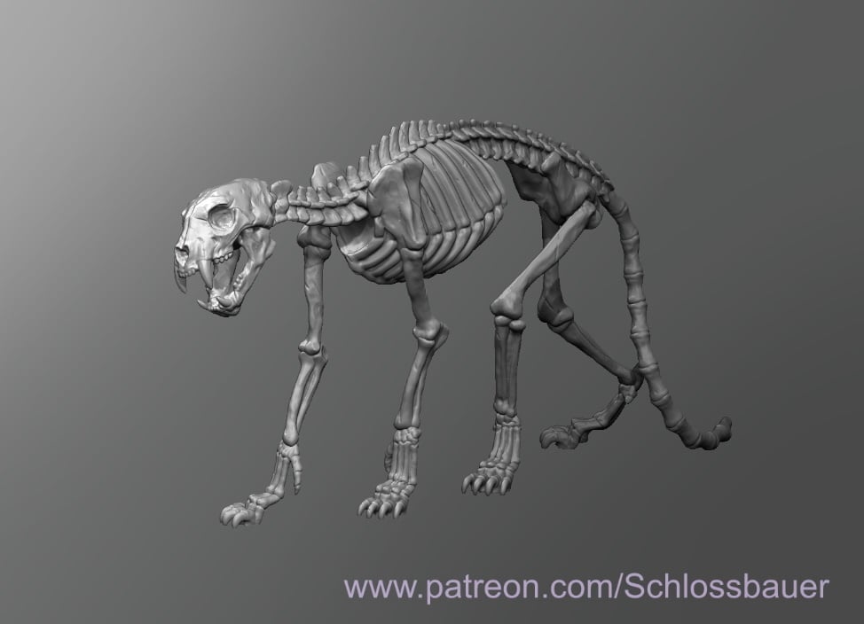 Leopard Skeleton