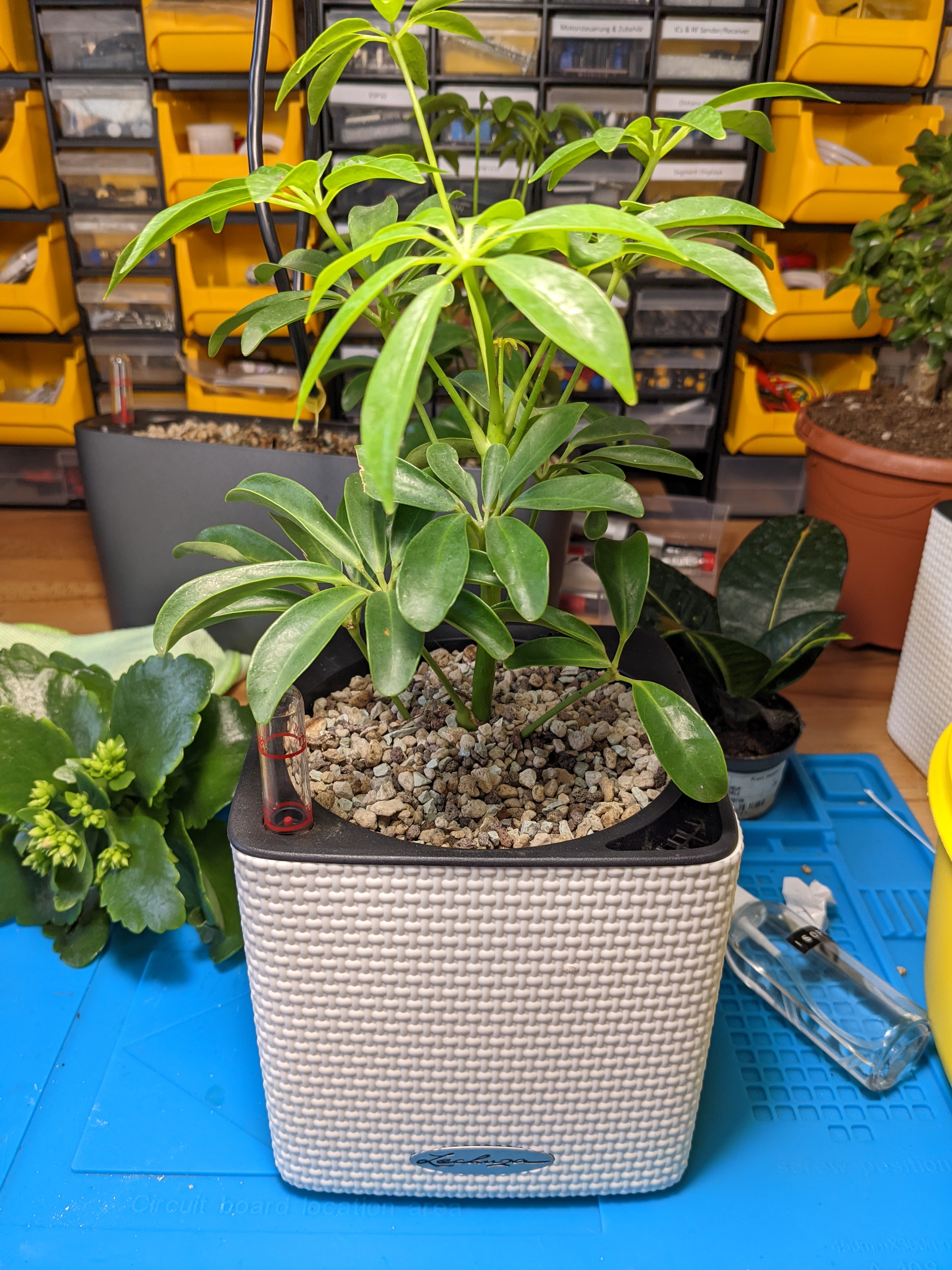 Lechuza Cube Upgrade — miniatura 6