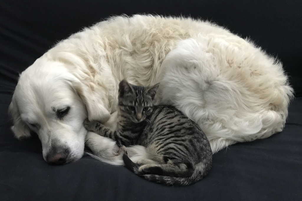 Golden Retriever & Cat