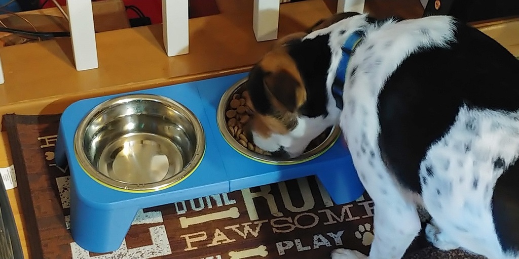 Dog deals bowl platform