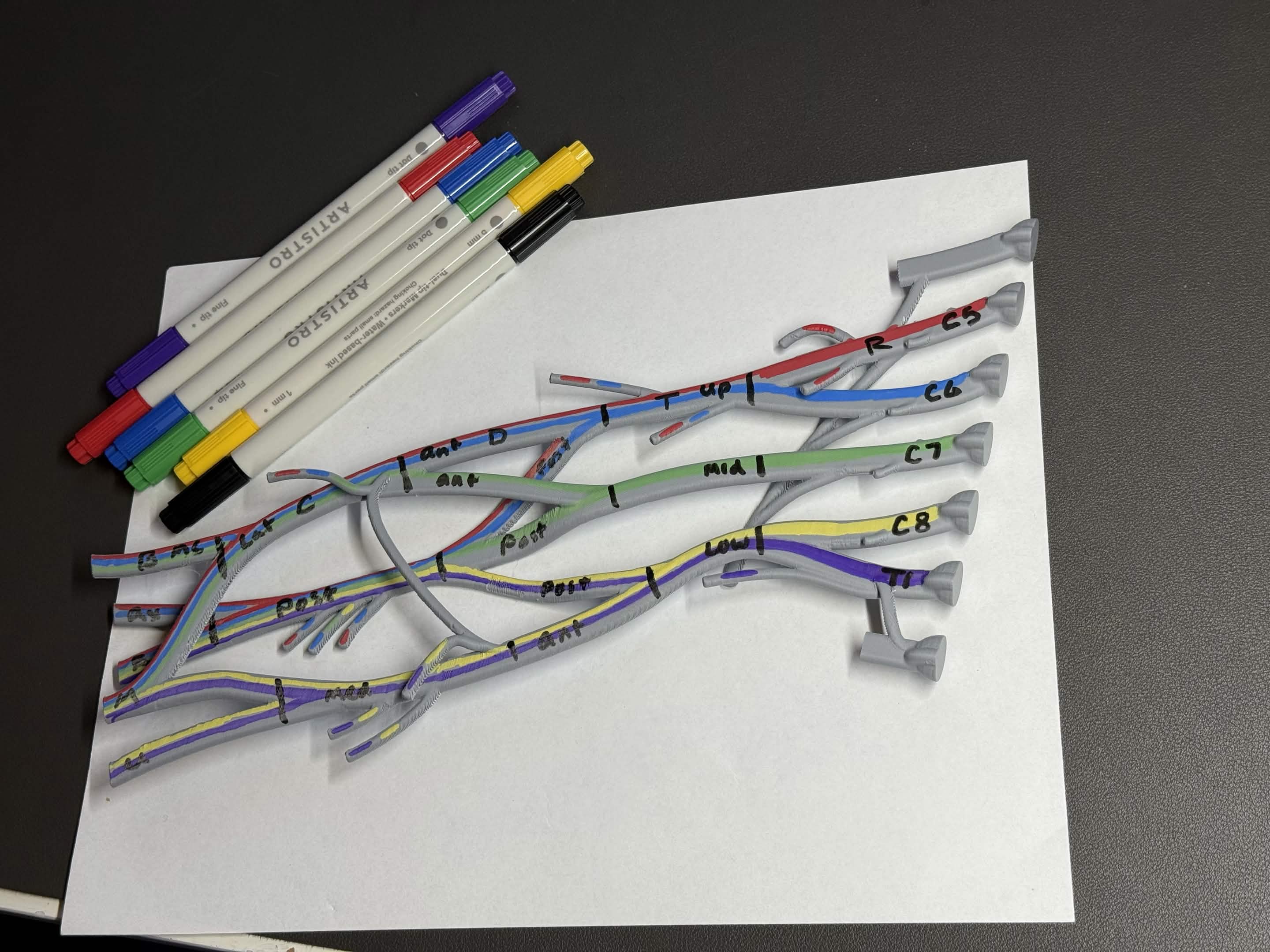 Brachial Plexus Anatomy Model