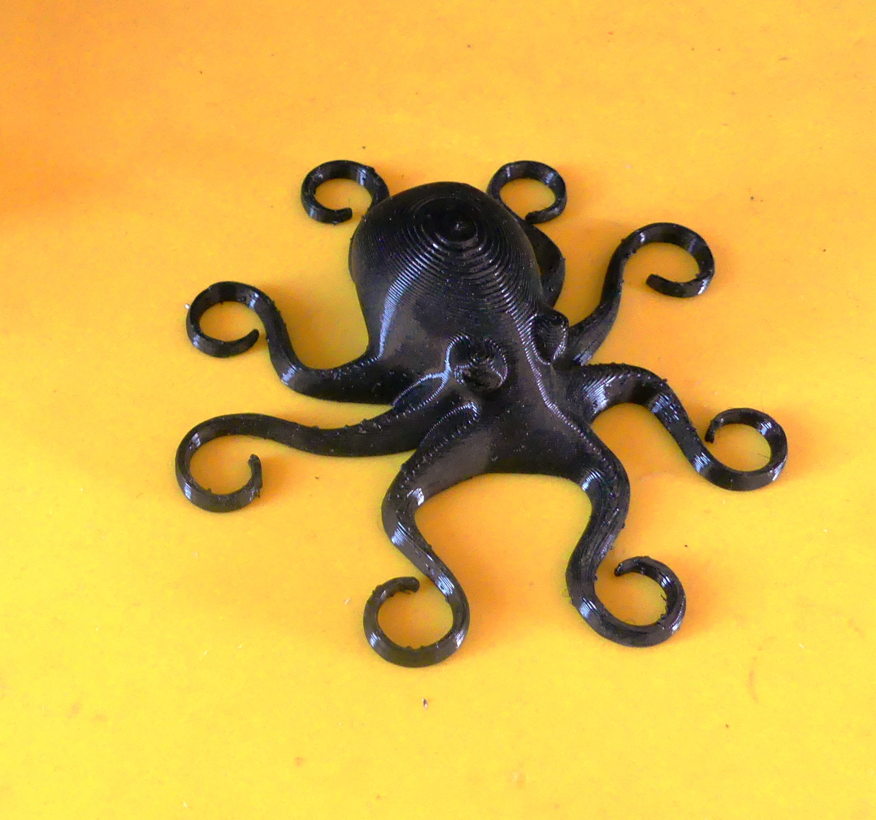 Smooth Octopus