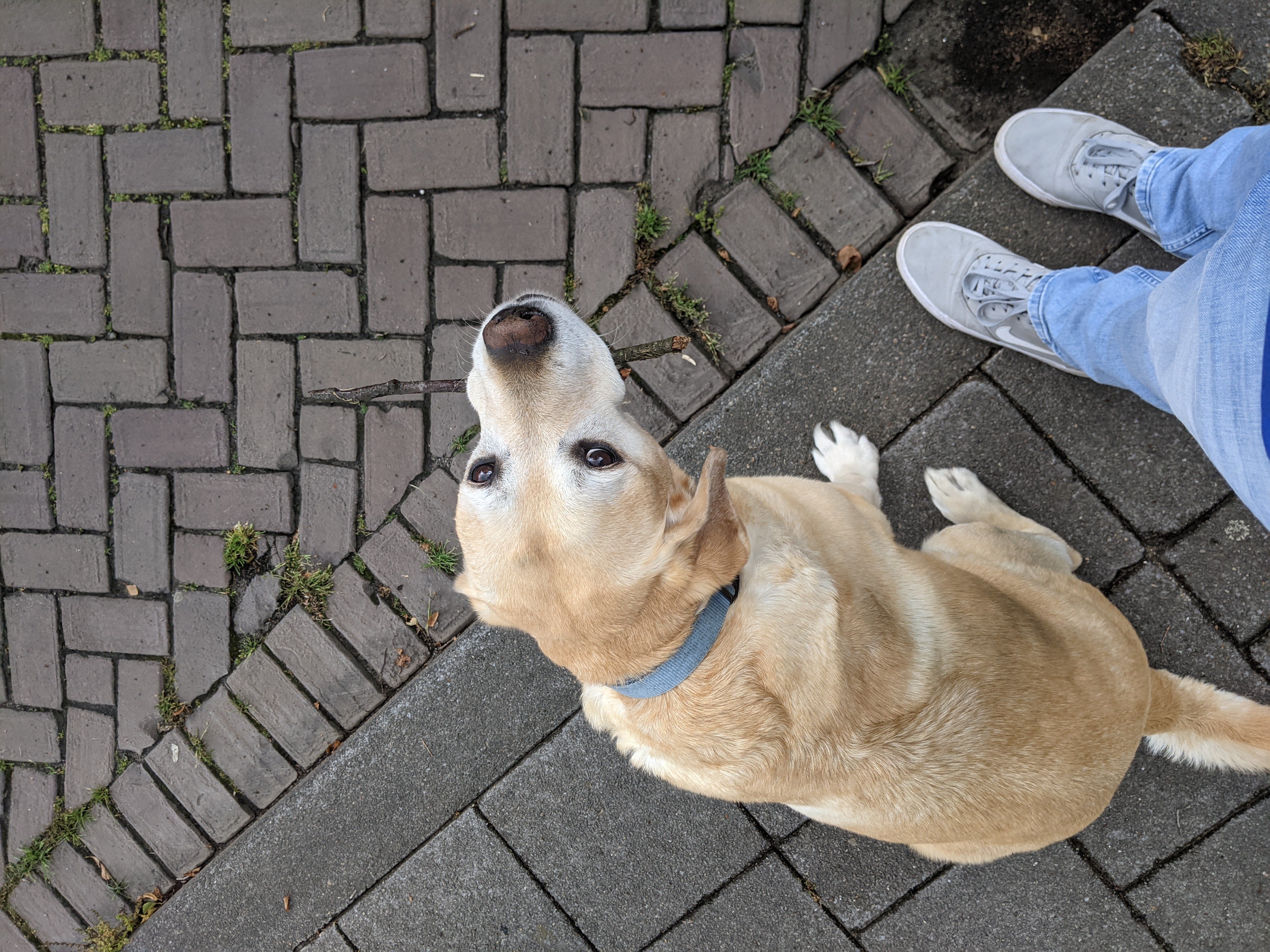 Flexi Labrador — miniatura 3