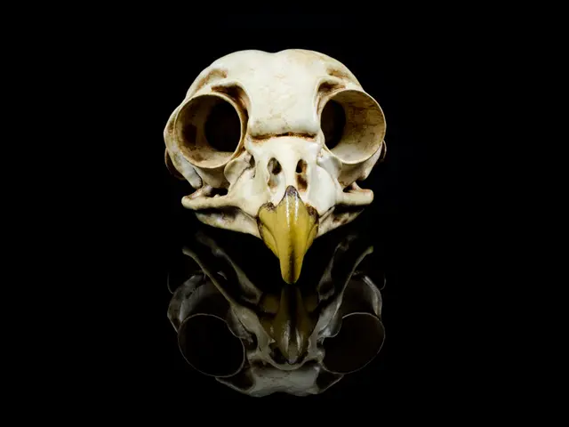 Barred Owl Skull (Pre Supported)
