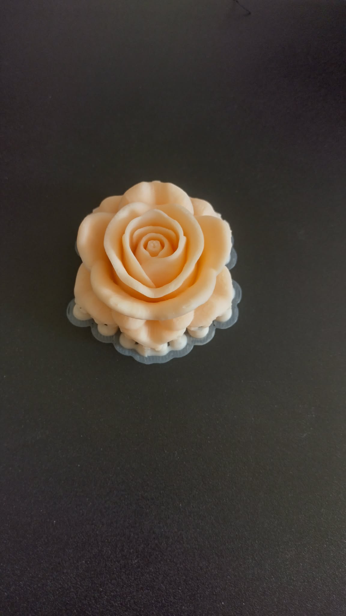 rose flower