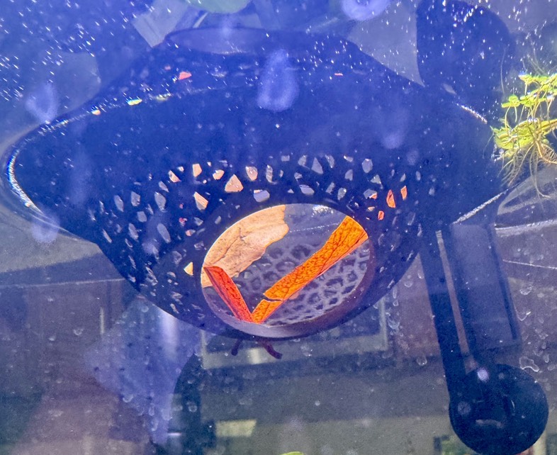 Floating Voronoi Betta Cave