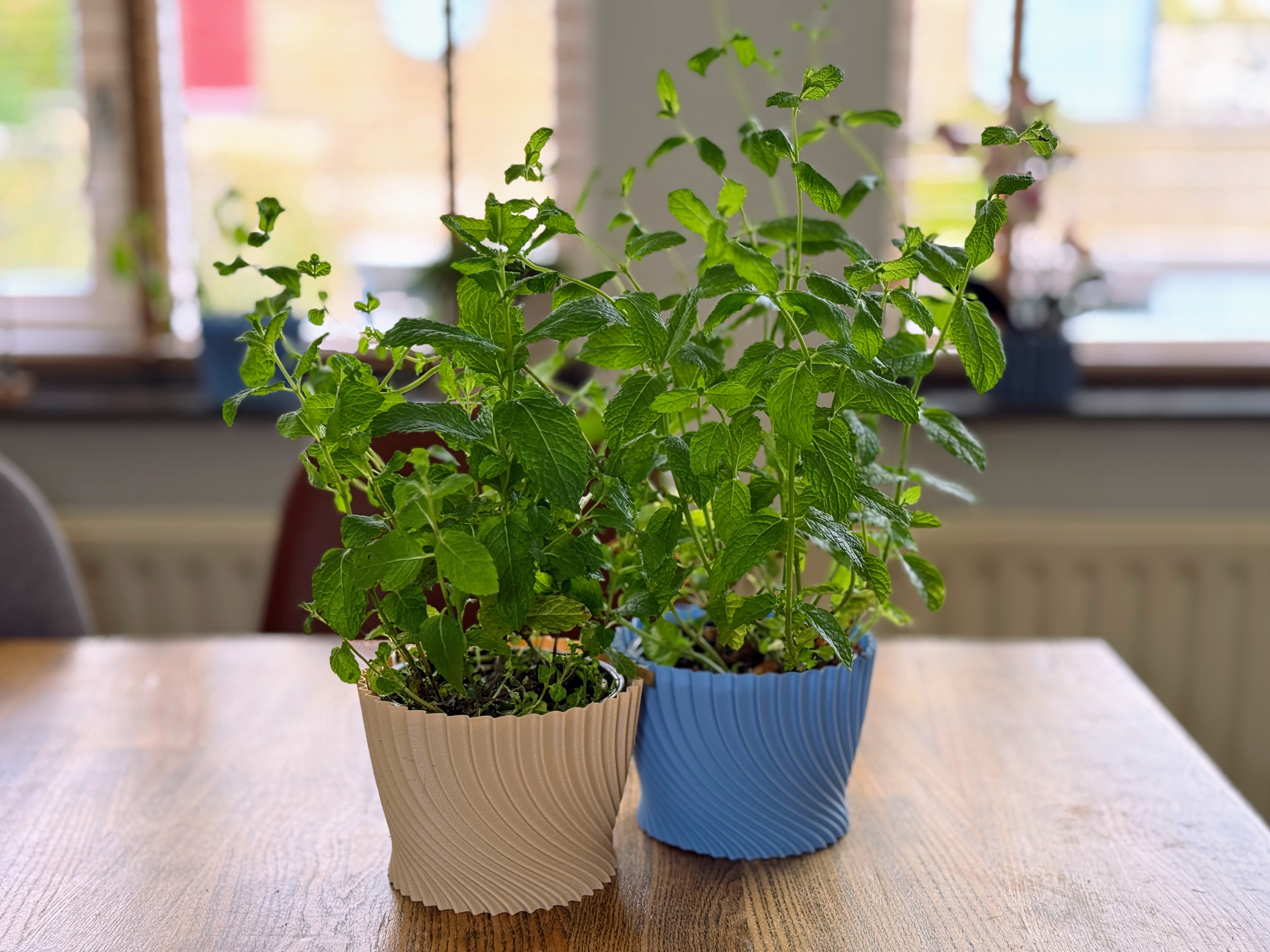 Supermarket herb pot