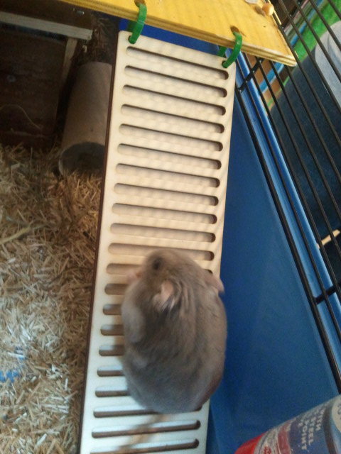 Hamster Ladder