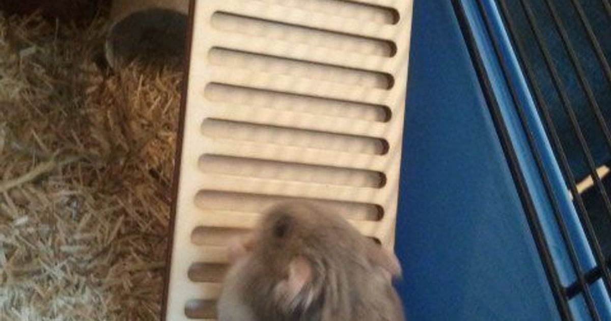 Hamster Ladder by Alessio Download free STL model