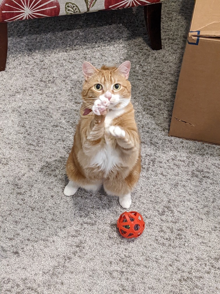 Recursive Cat Toy — miniatura 2