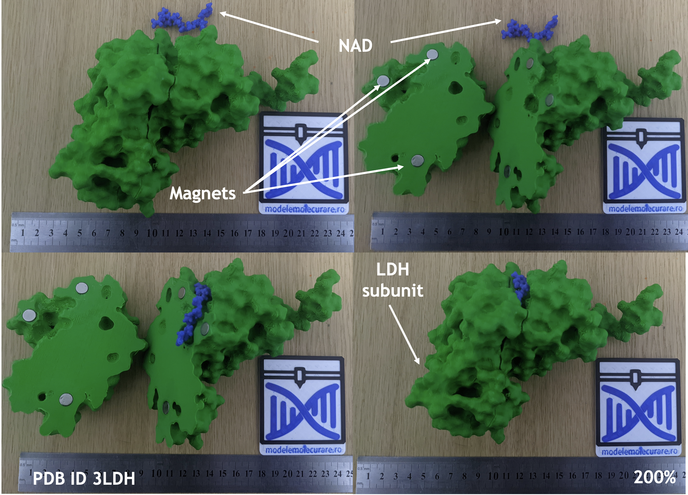 Lactate dehydrogenase sliced in half with removable FAD and substrates
