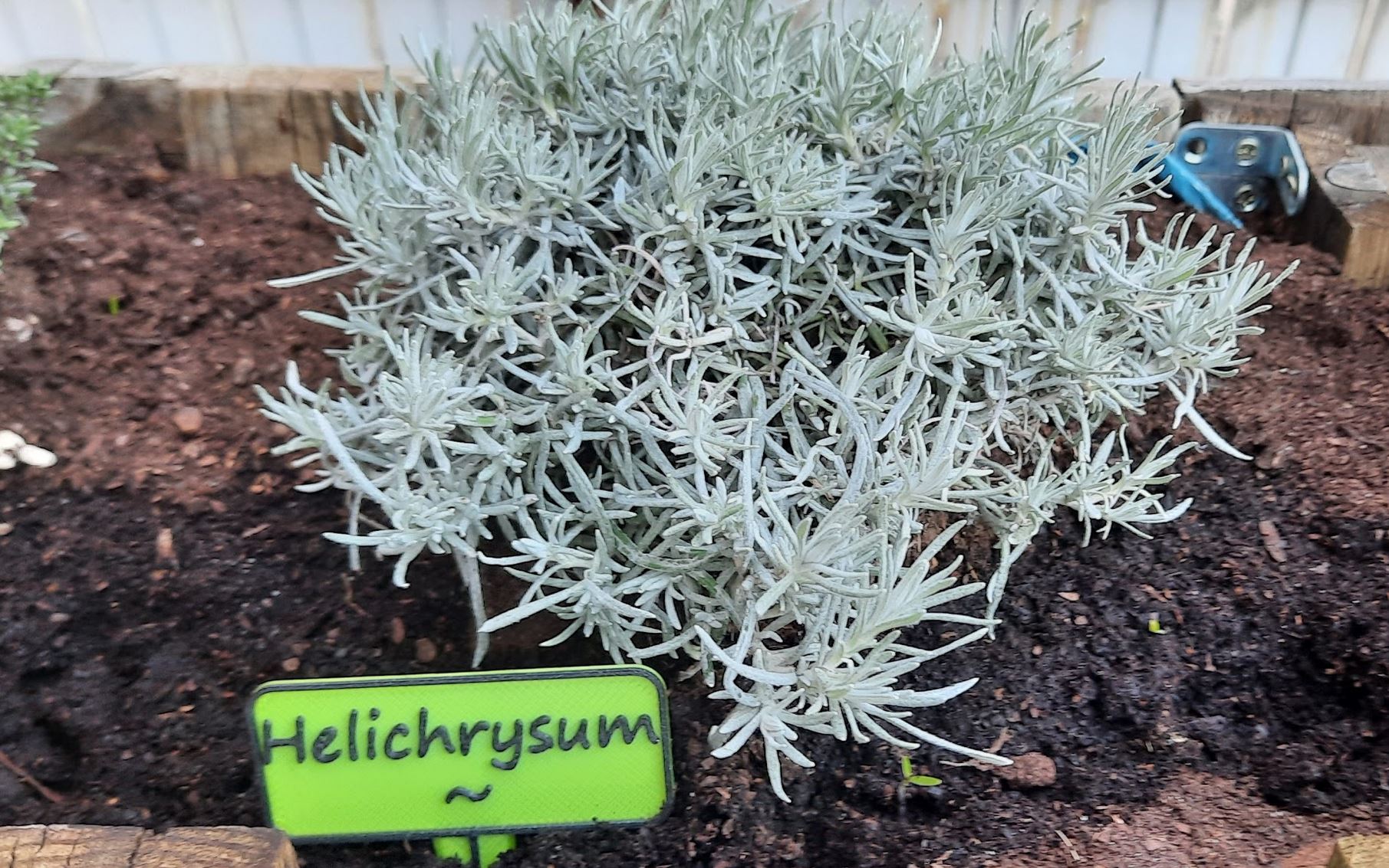 Helichrysum Panneau de Jardin