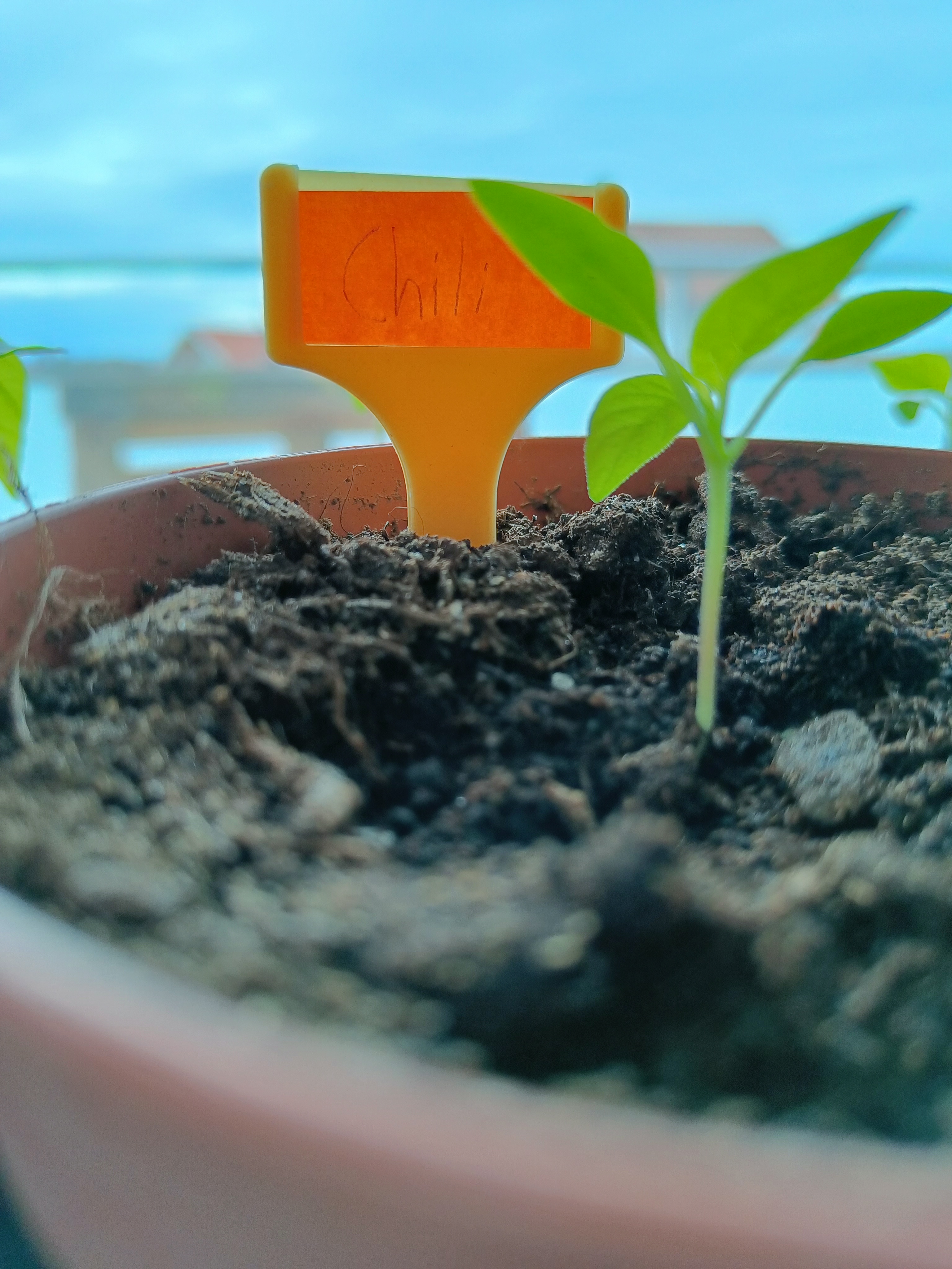 Label holder for plants.