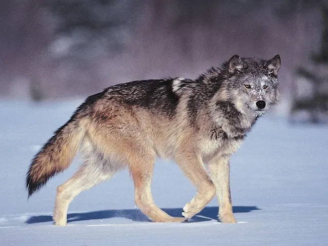 Wolf