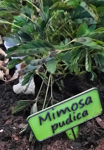 Mimosa Pudica Panneau de Jardin