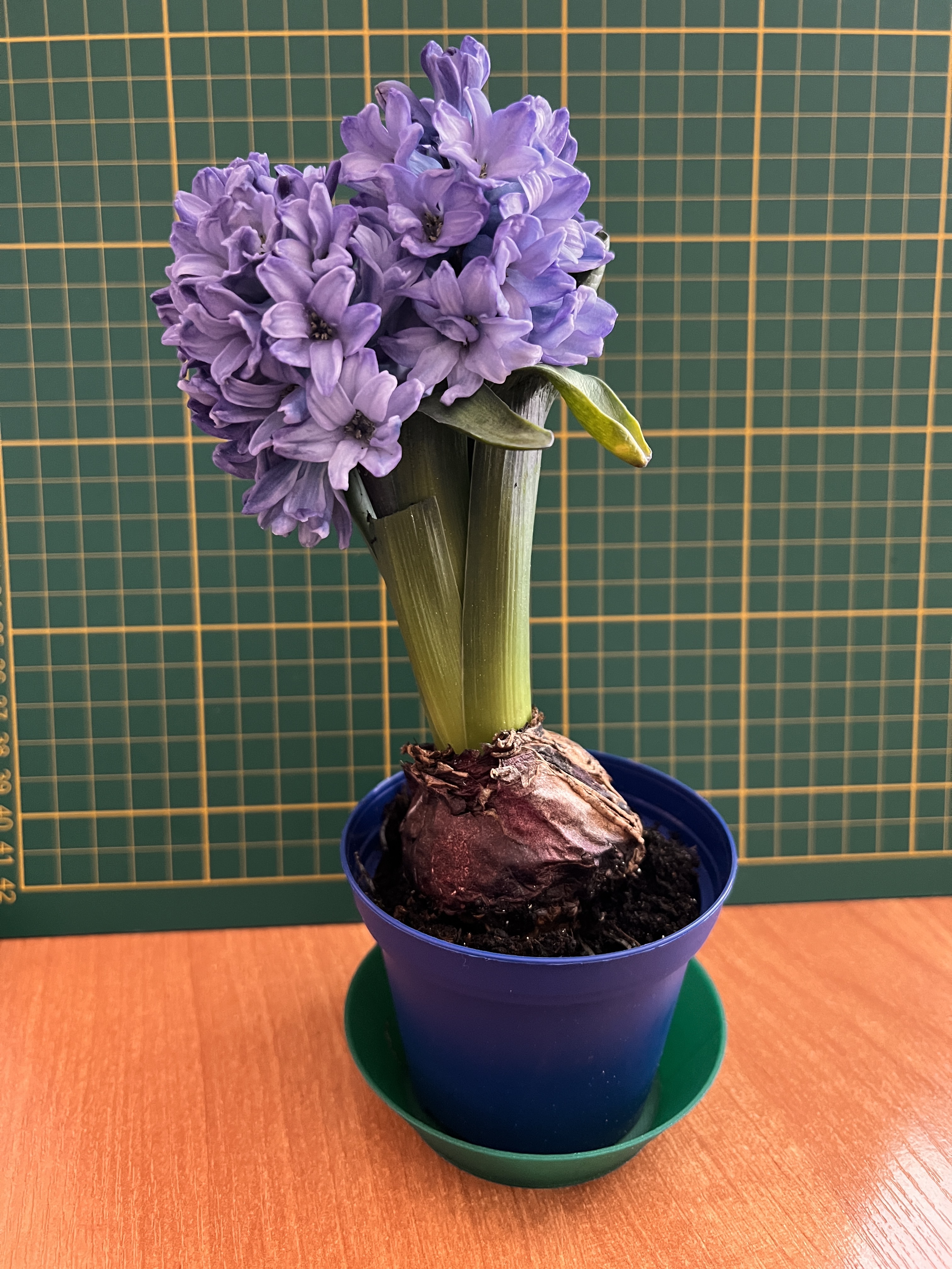 Flowerpot Bowl