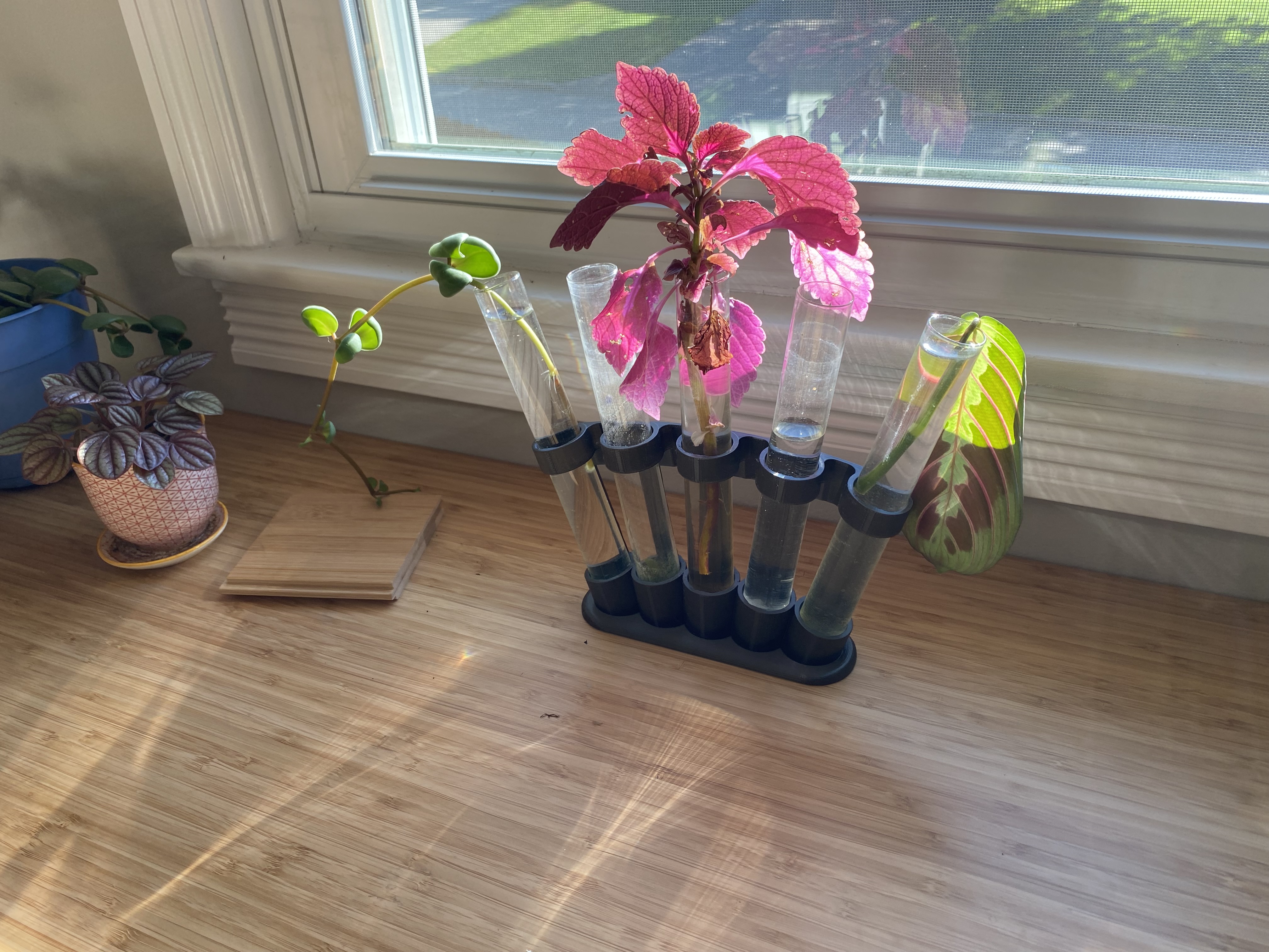 Plant Rooting Station