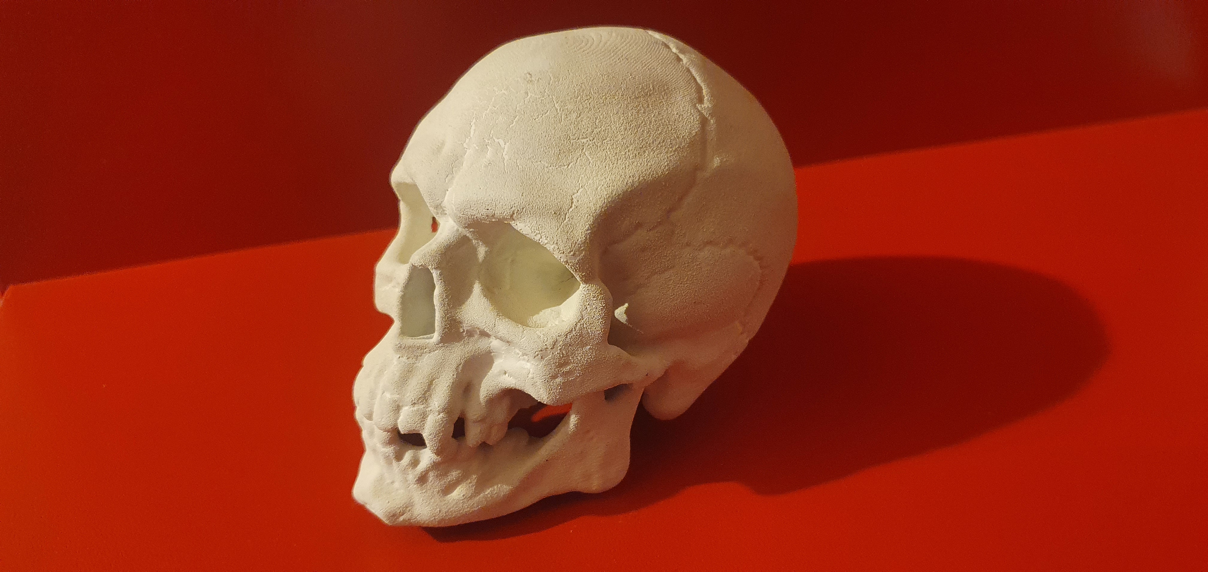Skull