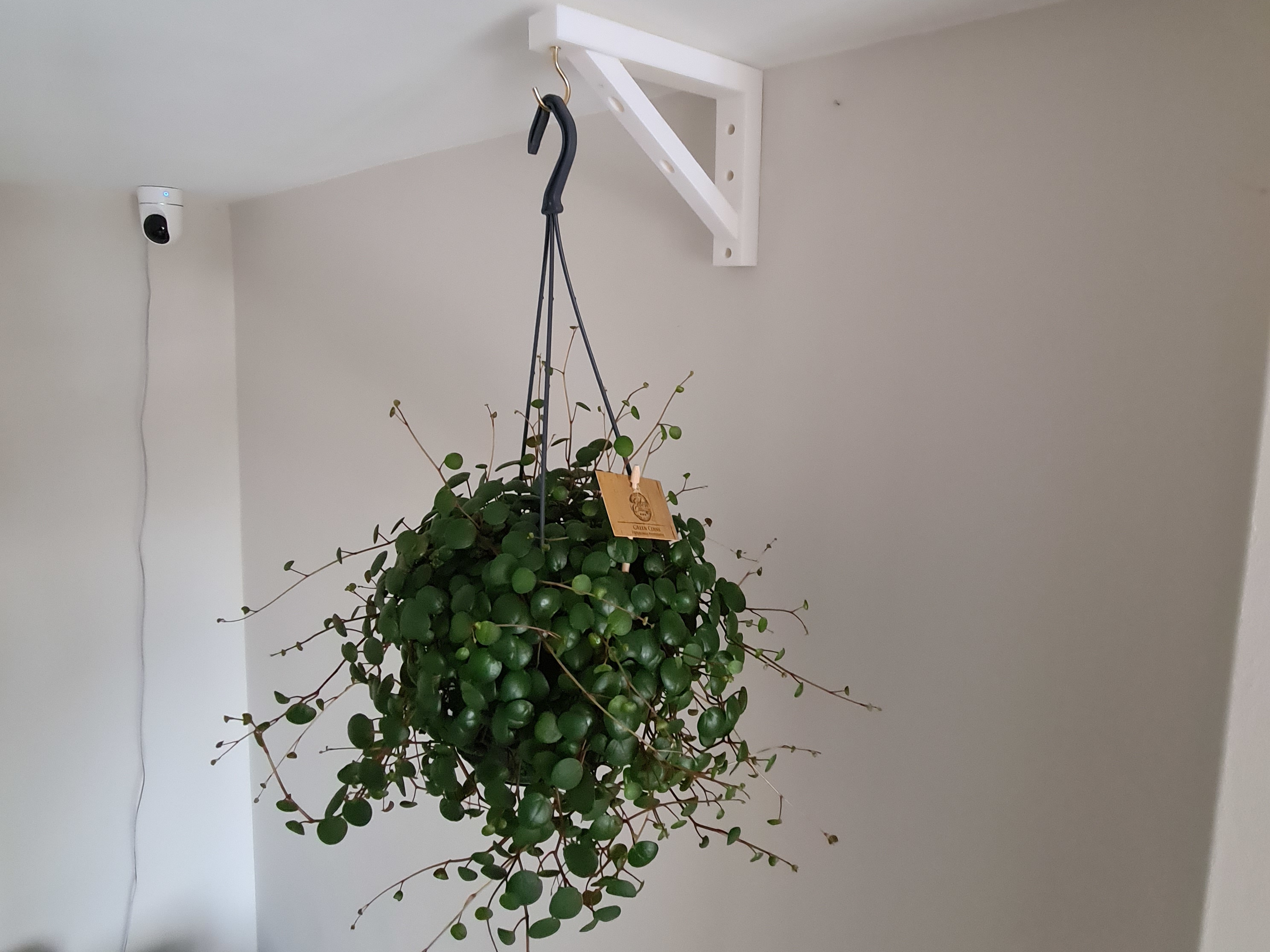 Hanging Plant Bracket