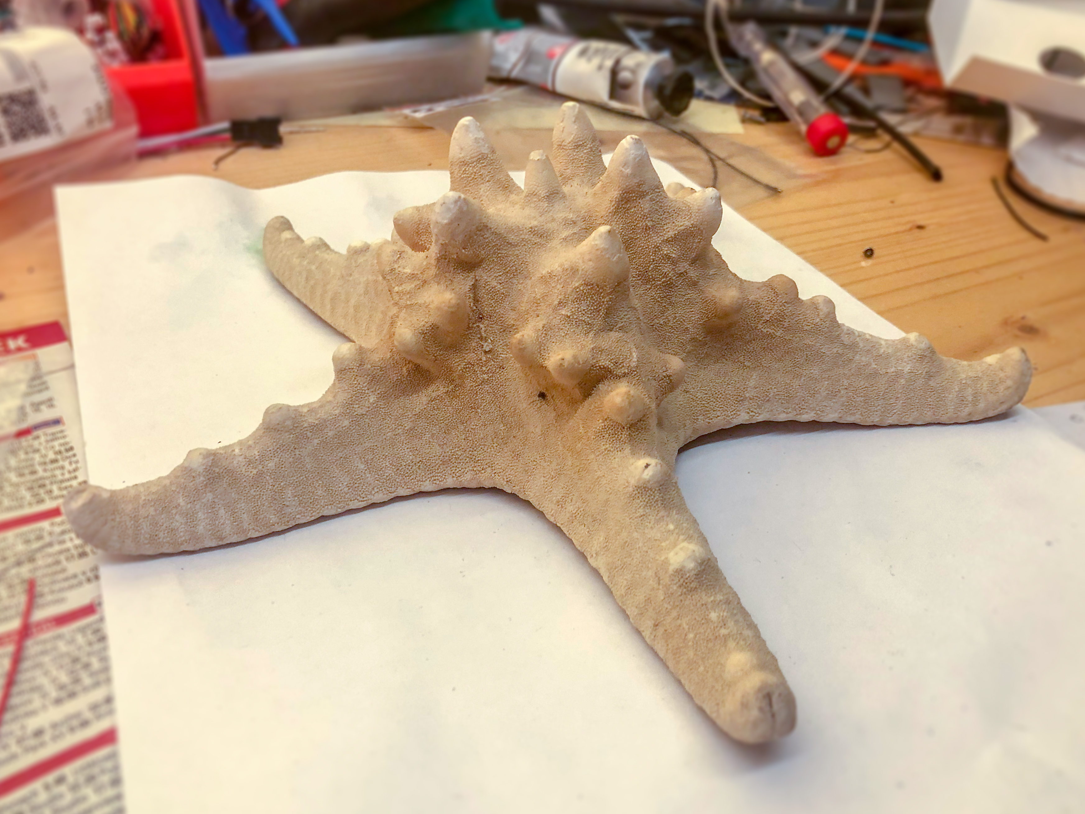 Starfish photogrammetry scan — miniatura 2
