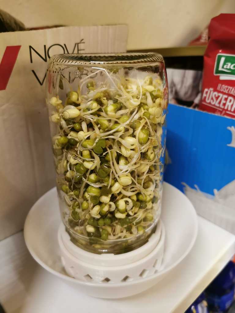 MUNGO SPROUTS GROWER (from mason jar)